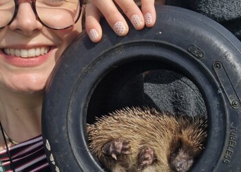 Animal Rescue